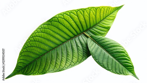 Fresh Kratom Leaves: Wide Angle Macro Shot of Mitragyna Speciosa