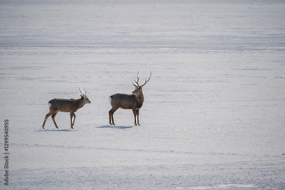 The sika deer (Cervus nippon) The sika deer (Cervus nippon)