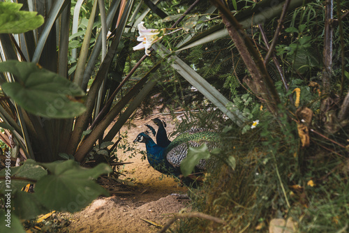 2  peacocks in the grass