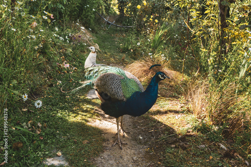 1 male and 1 female peacocks in the grass