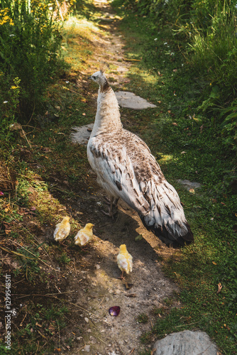 white female peacock with chicks in the grass