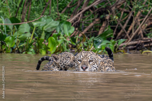 Mother and Cub Jaguars crossing the river