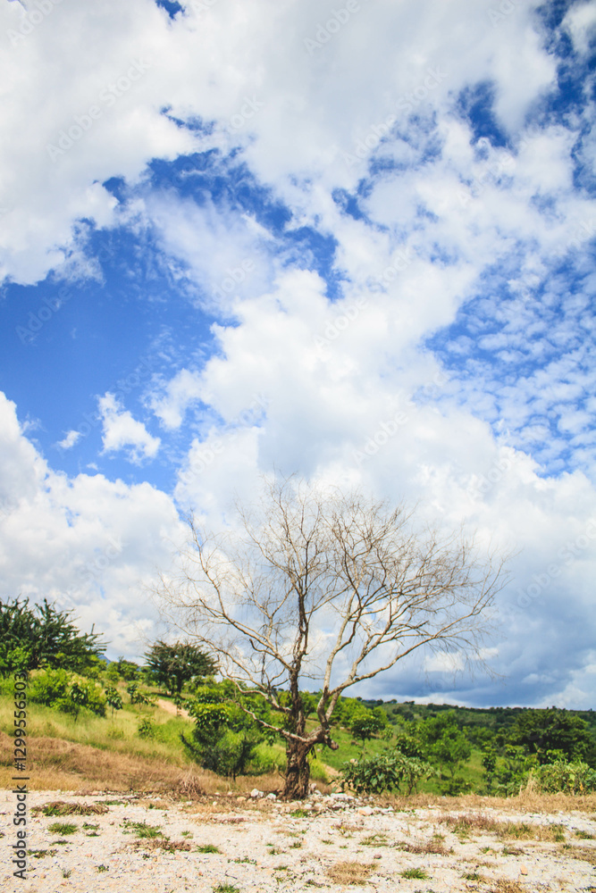 El gran árbol seco en medio de la nada El gran árbol seco en medio de la nada