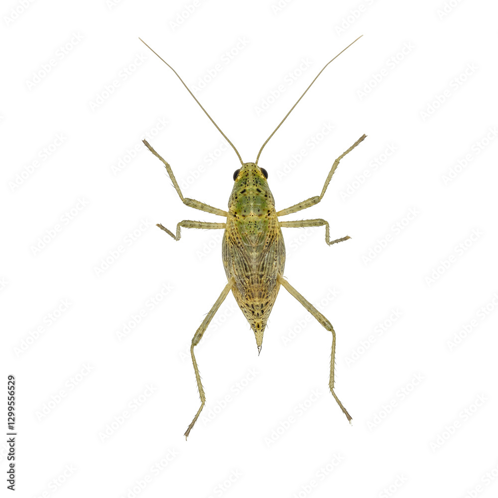 Macro shot of a vibrant froghopper showcasing its robust body and strong legs ready to take a mighty leap Macro shot of a vibrant froghopper showcasing its robust body and strong legs ready to take a mighty leap