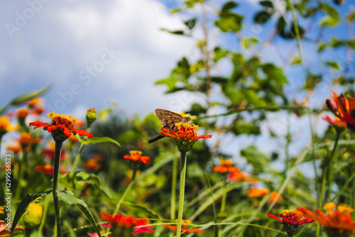 Mariposa café pequeña posando sobe flores