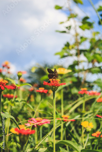 Mariposa café pequeña posando sobe flores