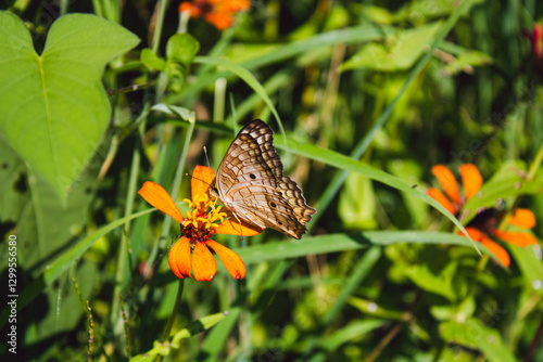 Mariposa café pequeña posando sobe flores