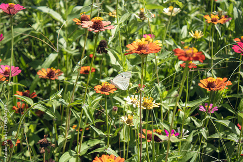 Mariposa blanca pequeña posando sobe flores