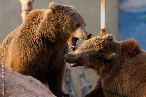 Intense bear encounter showcasing power and natures dominance photo