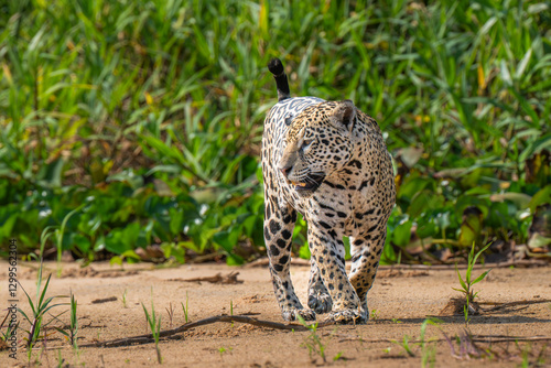 Jaguar on a riverbank in the Pantanal