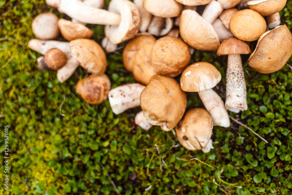 A Close-Up View of Fresh Edible Mushrooms Lying on a Bed of Green Moss and Clovers in Nature, Perfect for Foraging Enthusiasts and Culinary Exploration A Close-Up View of Fresh Edible Mushrooms Lying on a Bed of Green Moss and Clovers in Nature, Perfect for Foraging Enthusiasts and Culinary Exploration