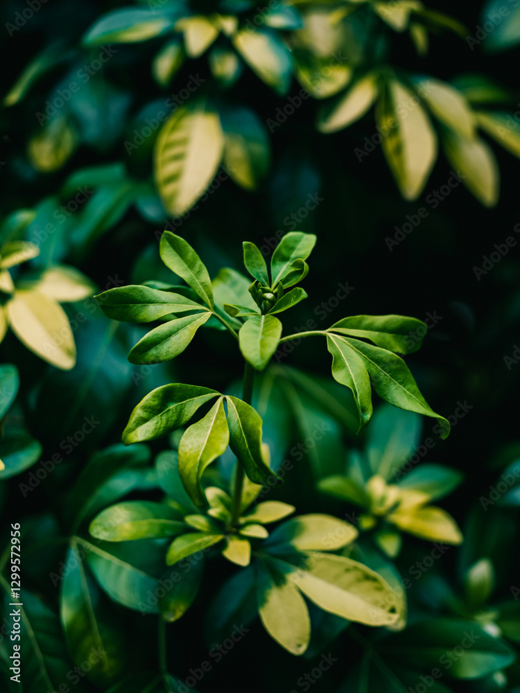 Obraz premium Green leaves