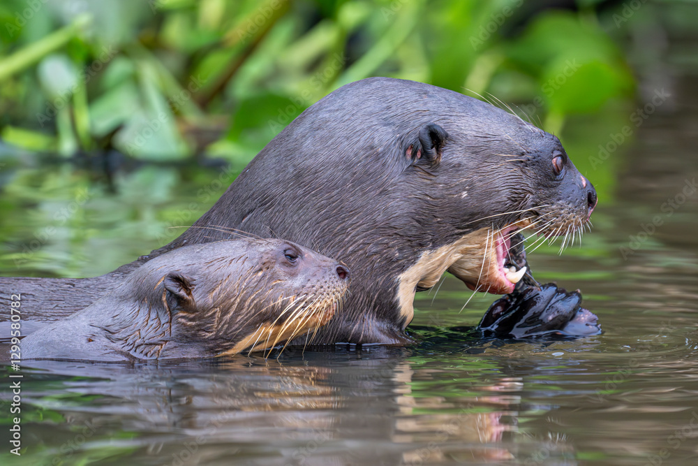 Fototapeta premium Giant otters - Pantanal