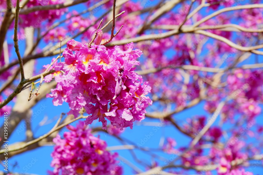 trumpet tree and Tabebuia rosea in spring
trumpet tree and Tabebuia rosea in spring