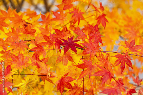 鮮やかな紅葉