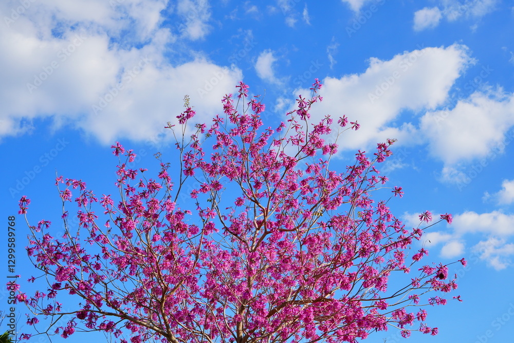 trumpet tree and Tabebuia rosea in spring
trumpet tree and Tabebuia rosea in spring