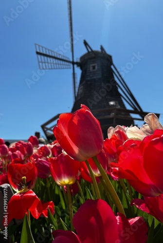 Photography tulips and windmill