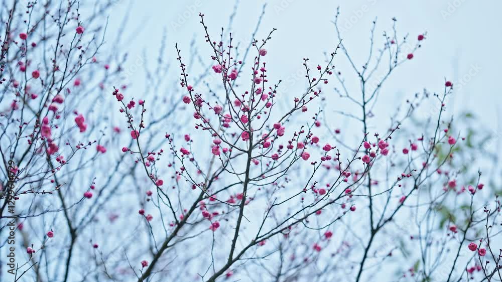 Springtime flower buds bloom amidst bare branches showcasing nature's rebirth Springtime flower buds bloom amidst bare branches showcasing nature's rebirth