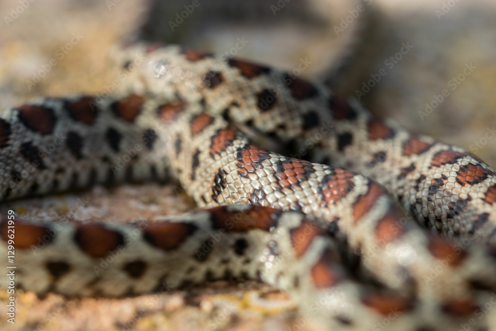 Leopard snake, or European Ratsnake, Zamenis situla, known as a Lifgha in Maltese. Found in Malta. Leopard snake, or European Ratsnake, Zamenis situla, known as a Lifgha in Maltese. Found in Malta.