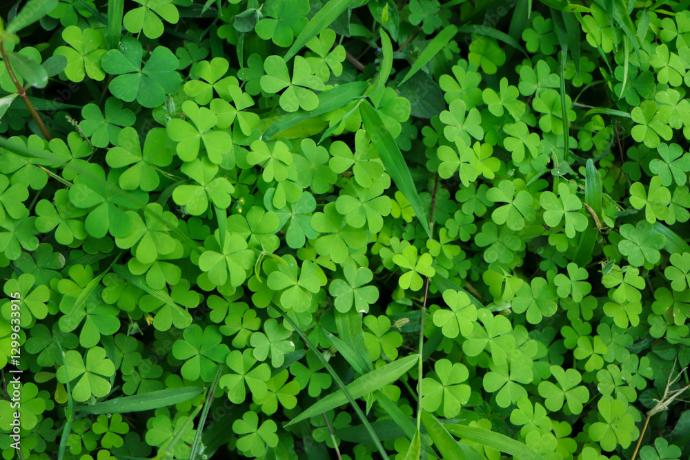 four leaf clover on green shamrock background four leaf clover on green shamrock background