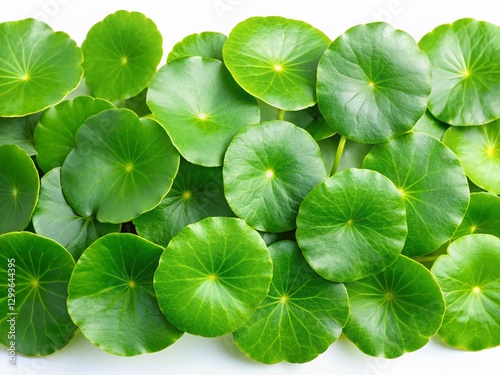 Panoramic View of Centella Asiatica Leaves, Asiatic Pennywort, Gotu Kola on White Background