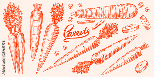 Fresh carrots collection. Healthy eco Hand drawn tasty vegetables for food store or farm market with plants. Slices and pieces in engraved old traditional style