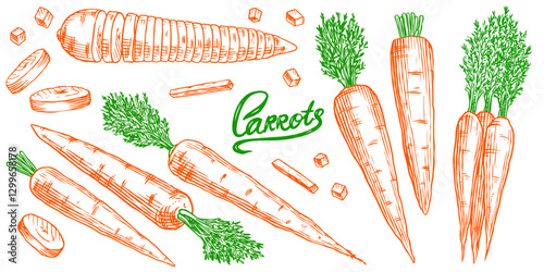 Fresh carrots collection. Healthy eco Hand drawn tasty vegetables for food store or farm market with plants. Slices and pieces in engraved old traditional style