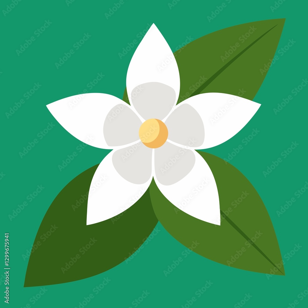 A Jasmine flower, vector illustration of a flower A Jasmine flower, vector illustration of a flower