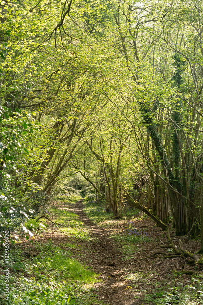 Obraz premium Small winding woodland walking trail with Hyacinthoides non-scripta common english bluebell tree canopy archway springtime foliage