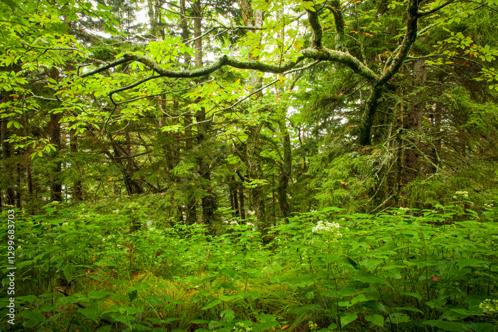 Shinning Rock Wilderness Area, Pisgah National Forest Shinning Rock Wilderness Area, Pisgah National Forest