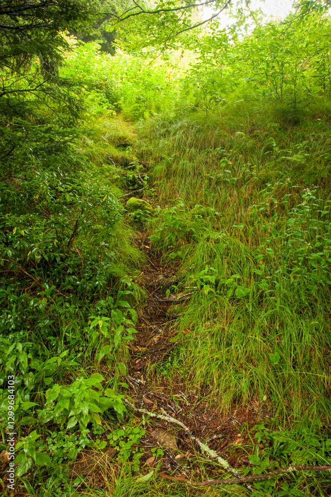 Shinning Rock Wilderness Area, Pisgah National Forest Shinning Rock Wilderness Area, Pisgah National Forest