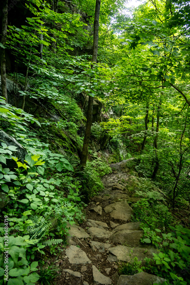 Steep Rocky Path down Cedar Run Trail in Shenandoah Steep Rocky Path down Cedar Run Trail in Shenandoah