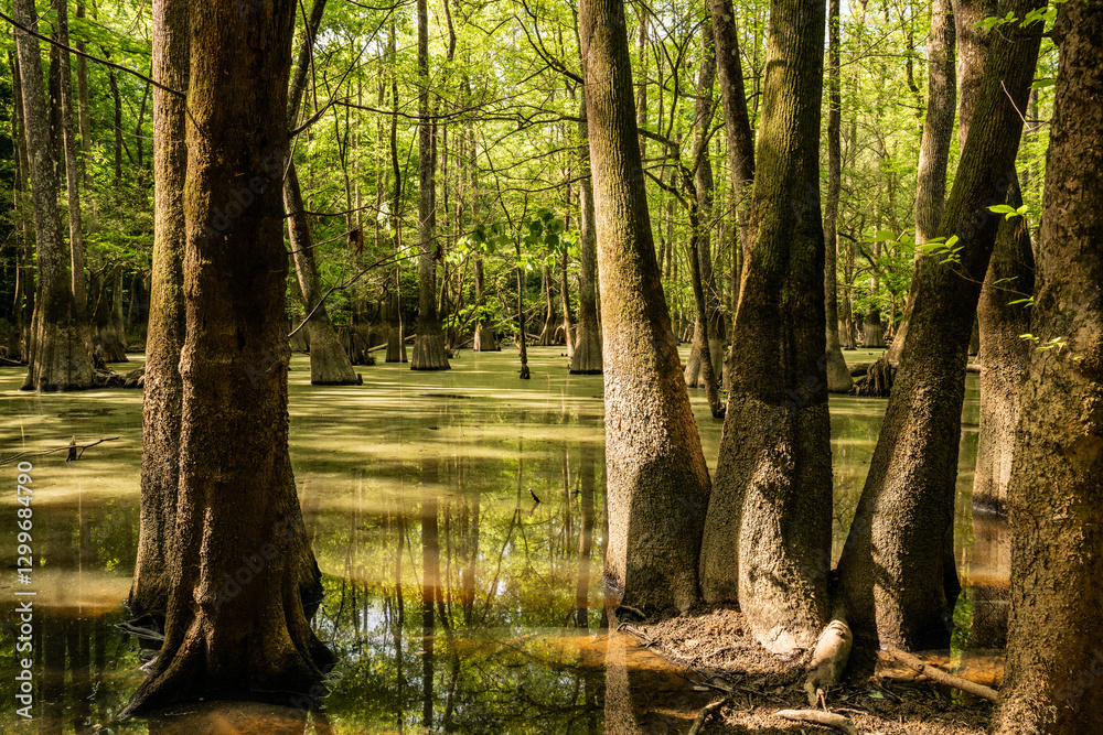Still Water Of Cedar Creek Lined With Muddy Trees