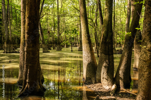 Still Water Of Cedar Creek Lined With Muddy Trees