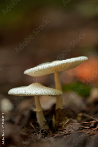 Photos Mushrooms, Cosby Creek, Great Smoky Mountains National Park