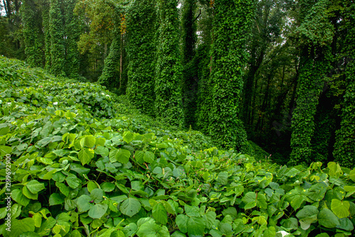 Fotografie Kudzu at Fort Dickerson Park