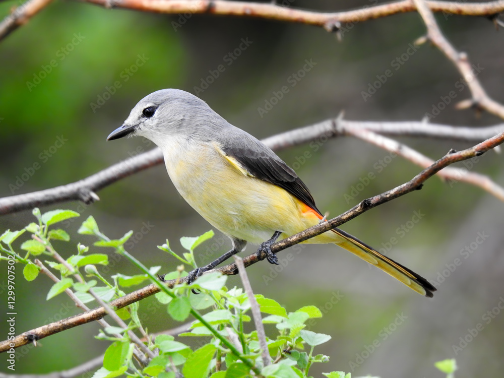Fototapeta premium A close-up of a small minivet resting on a branch.