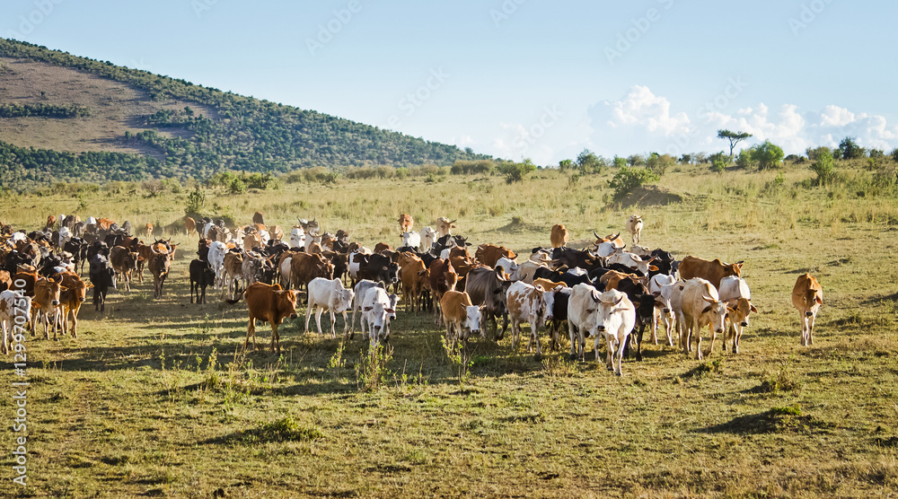 Obraz premium Herd of Jersey cows in the Natal Midlands, Africa.