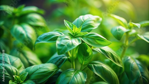 Sun-Drenched Great Basil Herb Plant in Garden - Culinary Herb Lamiaceae Family