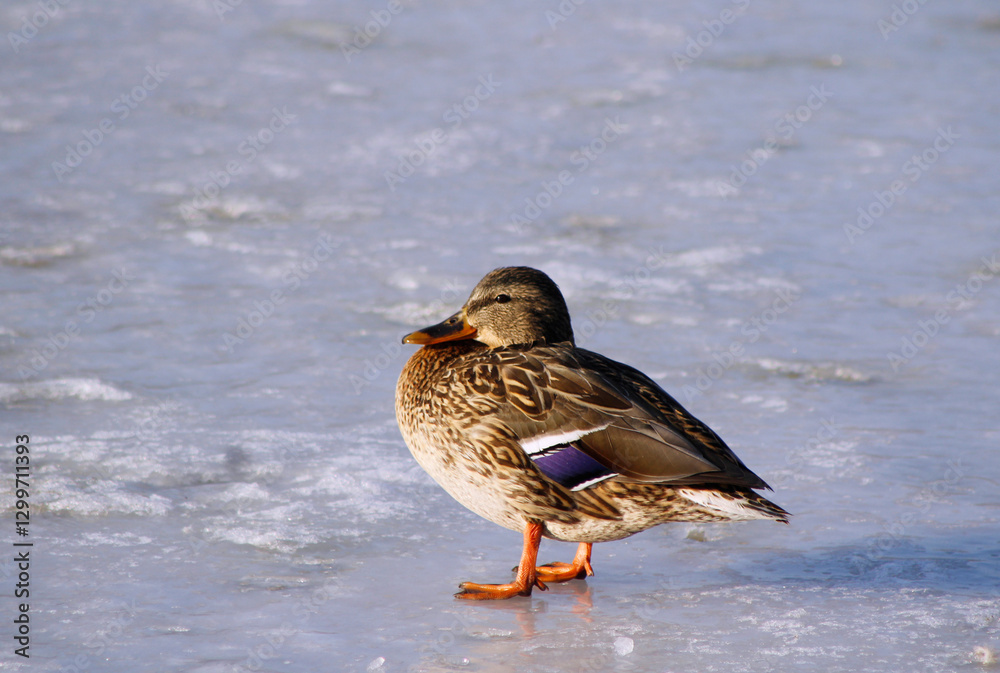duck in the snow duck in the snow