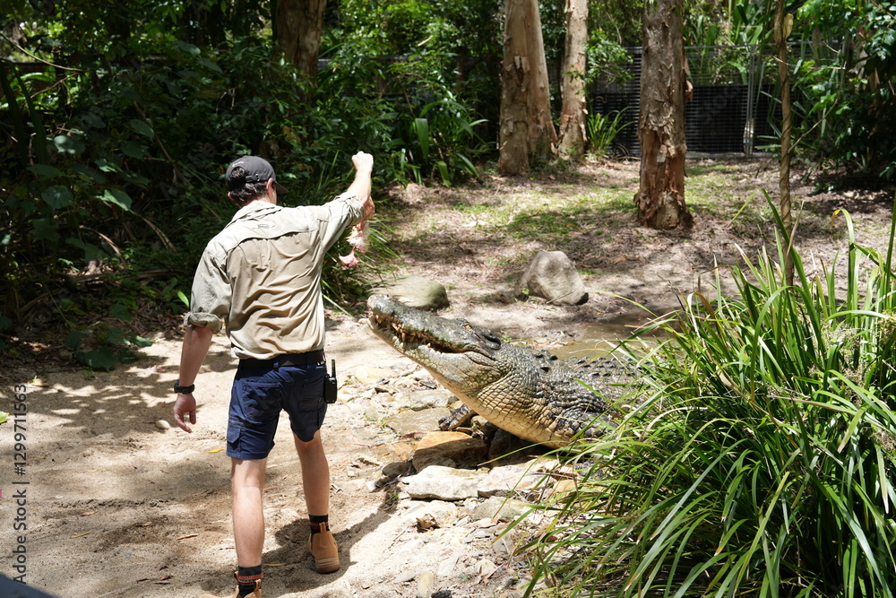 Large crocodile being fed, feeding chicken by handler, dangerous Large crocodile being fed, feeding chicken by handler, dangerous