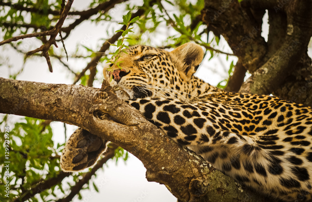 Naklejka premium Leopard on a tree in its natural habitat in the African savannah