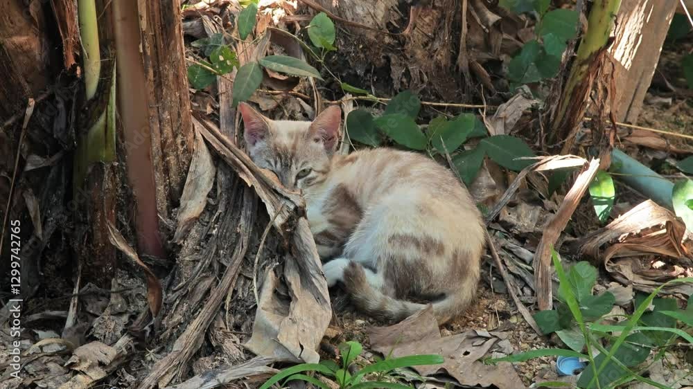 The cat sleeps under the banana tree.
The cat sleeps under the banana tree.