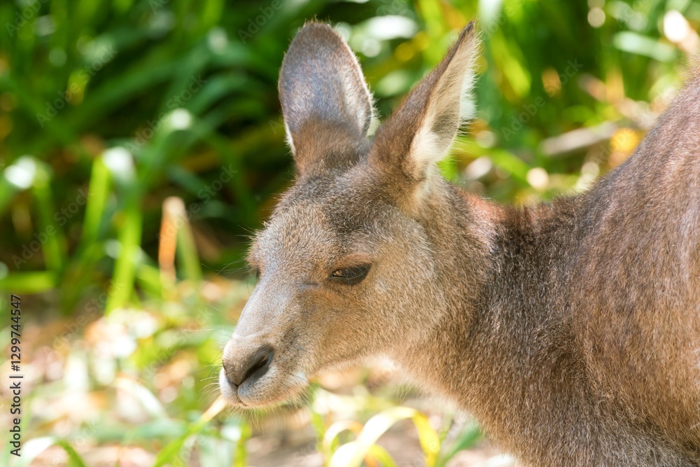 Wallaby Head Closeup - Intricate Australian Wildlife Portrait Wallaby Head Closeup - Intricate Australian Wildlife Portrait