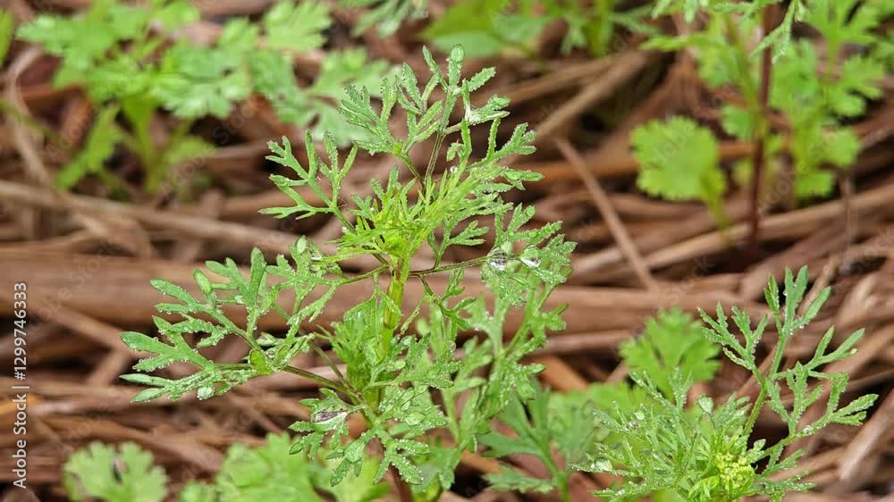 Fresh dill growing. Green plants in the garden.
Fresh dill growing. Green plants in the garden.
