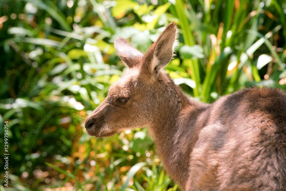 Wallaby Head Closeup - Intricate Australian Wildlife Portrait Wallaby Head Closeup - Intricate Australian Wildlife Portrait