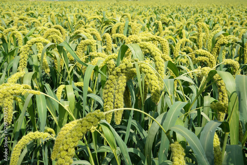 foxtail millet in the field