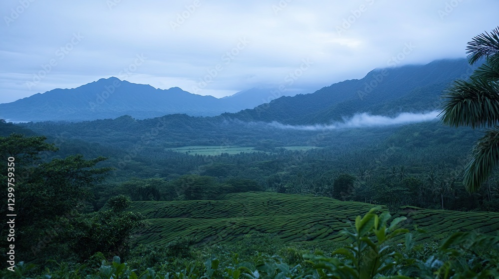 Obraz premium A tea plantation in a valley, surrounded by misty mountains and lush greenery at dawn.