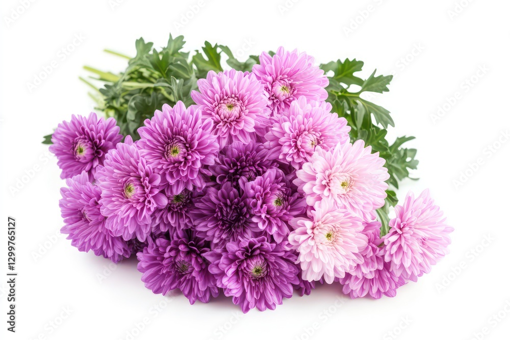 Obraz premium A bouquet of purple and pink chrysanthemums isolated on a white background, enhancing the floral beauty and natural charm of the flowers.