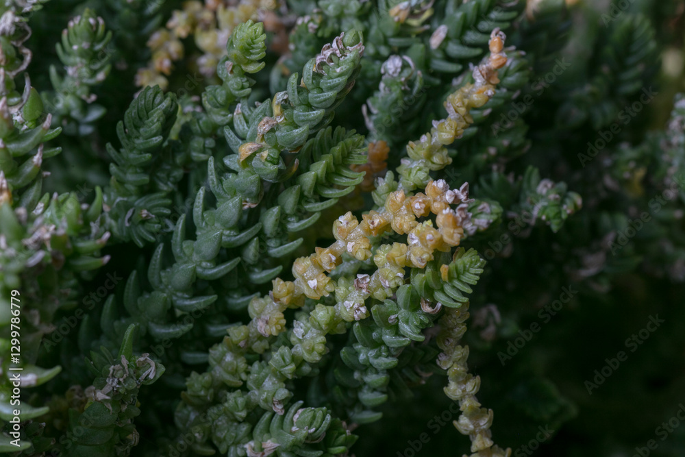 watch chain plant-Crassula muscosa
